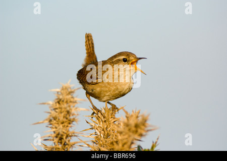 Le Troglodyte mignon Troglodytes troglodytes perchés sur et le chant d'un bush ajoncs Ulex europaeus against a blue sky Banque D'Images