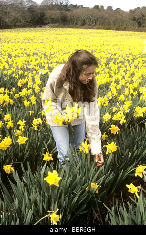 Young Woman picking jonquilles dans un champ de Cornouailles au printemps, Cornwall, UK Banque D'Images