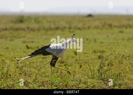 Sagittaire oiseau secrétaire serpentarius Masai Mara, Kenya, Afrique de l'Est Banque D'Images
