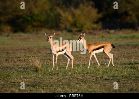 L'accouplement Thomson s Eudorcas thomsonii Gazelle Gazella thomsonii Masai Mara NATIONAL RESERVE Kenya Afrique de l'Est Banque D'Images