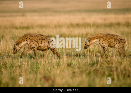 L'Hyène tachetée Crocuta crocuta Masai Mara NATIONAL RESERVE Kenya Afrique de l'Est Banque D'Images