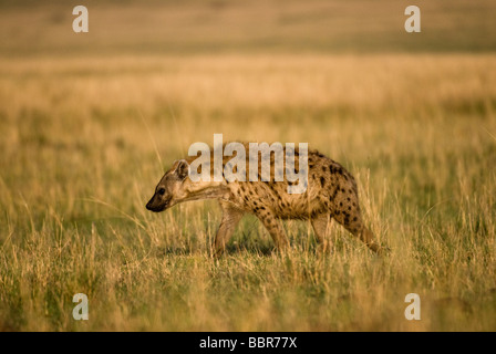 L'Hyène tachetée Crocuta crocuta Masai Mara NATIONAL RESERVE Kenya Afrique de l'Est Banque D'Images
