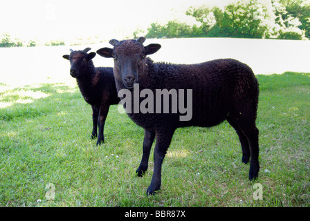 Deux moutons Jacob Black Banque D'Images