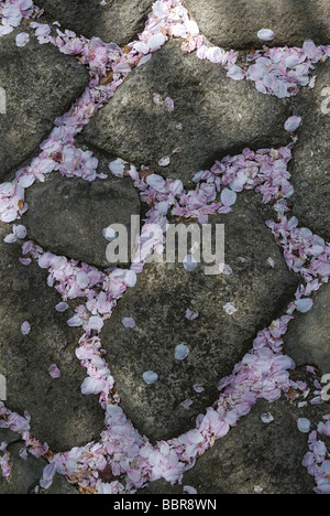 Fleur de cerisier rose tombé le remplissage des fissures entre les pédales pavés passerelle pour créer un motif asymétrique Banque D'Images