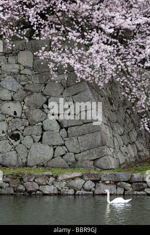 Un cygne blanc glisse au-delà du mur en pierre historique des douves extérieures au Château Hikone sur une belle après-midi de printemps Banque D'Images