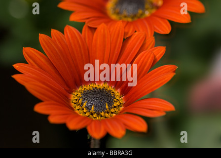 Gerbera daisy Banque D'Images