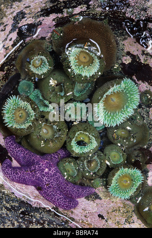 Étoiles de mer (Pisaster ochraceus) et l'anémone verte géante (Anthopleura xanthogrammica) Banque D'Images