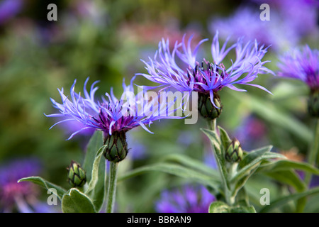 Centaura cyanus bleuet UK Banque D'Images