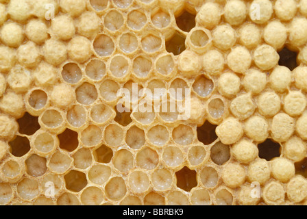 Abeille à miel (Apis mellifera) drone larves dans les cellules de couvain peu avant la transition vers le stade pupe Banque D'Images