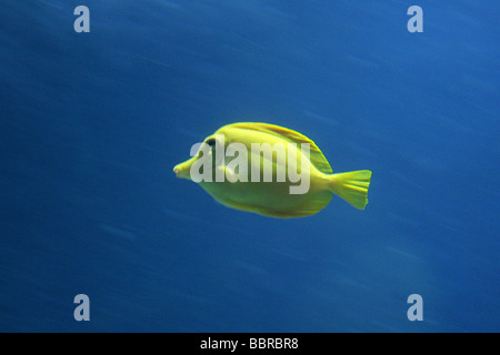Poisson De Tang Jaune, Zebrasoma Flamescens, Acanthuridae. Océan Indien Et Pacifique Banque D'Images