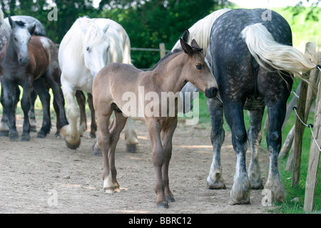 Cheval PERCHERON ET SON POULAIN, LA CHAPELLE-SOUEF, ORNE (61), NORMANDIE, France Banque D'Images