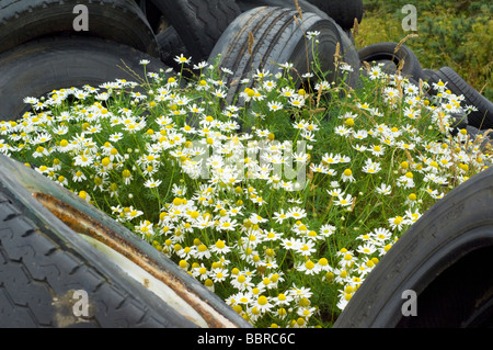 Camomille matricaire inodore, Tripleurospermum inodorum, croissante parmi des piles de pneus de véhicules abandonnés. Banque D'Images