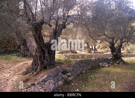 Olive Grove près de Dejá, Îles Baléares, Espagne Banque D'Images