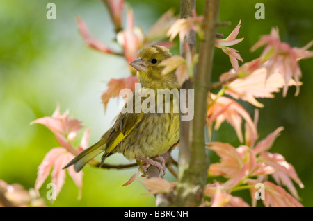 Verdier, Carduelis chloris, jeune adolescent ou jeune perché dans un arbre d'érable japonais dans un jardin au printemps. Banque D'Images