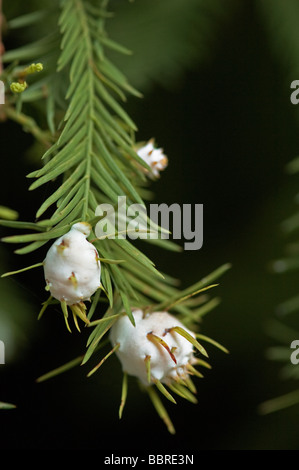 Cécidomyie des pousses du cyprès Taxodiomyia cupressiananassa vésicule se forme sur les feuilles des arbres de cyprès chauve Banque D'Images