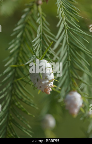 Cécidomyie des pousses du cyprès Taxodiomyia cupressiananassa vésicule se forme sur les feuilles des arbres de cyprès chauve Banque D'Images