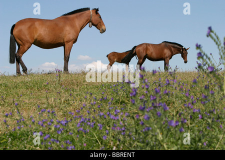 Chevaux LUSITANIEN, COUDELARIA DE ALTER, HARAS NATIONAL, ALTER DO CHAO, Alentejo, Portugal Banque D'Images