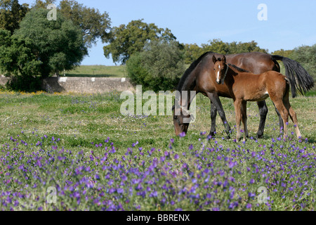 Chevaux LUSITANIEN, COUDELARIA DE ALTER, HARAS NATIONAL, ALTER DO CHAO, Alentejo, Portugal Banque D'Images