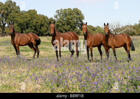 Chevaux LUSITANIEN, COUDELARIA DE ALTER, HARAS NATIONAL, ALTER DO CHAO, Alentejo, Portugal Banque D'Images
