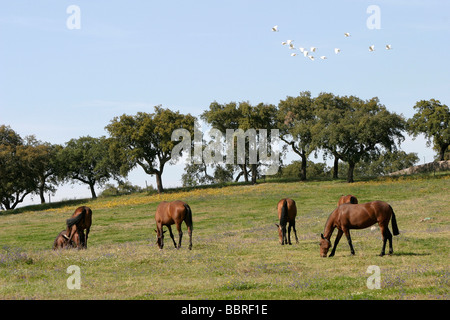Chevaux LUSITANIEN, COUDELARIA DE ALTER, HARAS NATIONAL, ALTER DO CHAO, Alentejo, Portugal Banque D'Images
