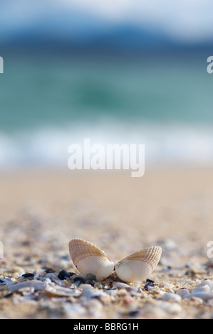 Ouvrir un coquillage sur une plage, Isle of Harris, Hébrides extérieures, en Écosse Banque D'Images