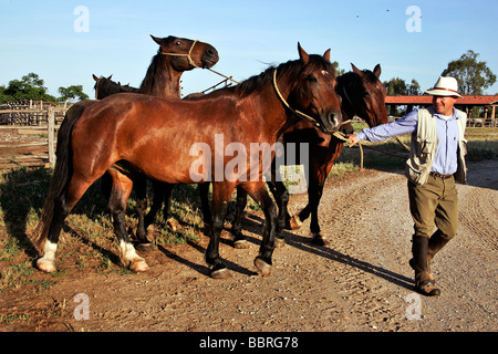 Préparer les chevaux AVEC LES BUTTERI, 'COW-BOYS' Toscan, AZIENDA AGRICOLA REGIONALE DI ALBERESE, LA SEULE FERME DANS LA MAREMMA Banque D'Images
