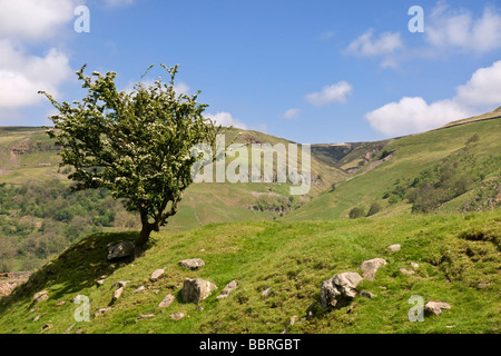 L'entrée de la gorge, Swinner Gill Swaledale près de Keld. Banque D'Images