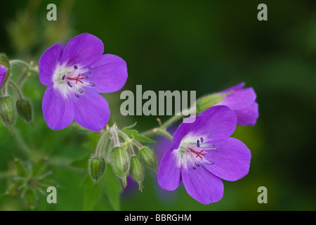 Géranium sanguin (Geranium sylvaticum bois) Banque D'Images