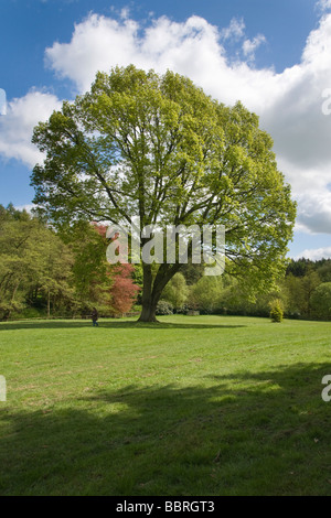 Le jardin de l'Himalaya, près de Grewelthorpe, Yorkshire du Nord Banque D'Images