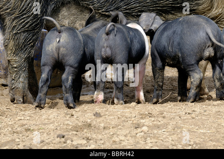 Stock photo d'un cochon Saddleback et ses porcelets Banque D'Images