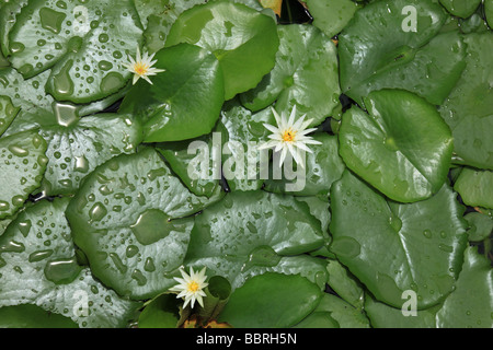 White Water Lilies Banque D'Images