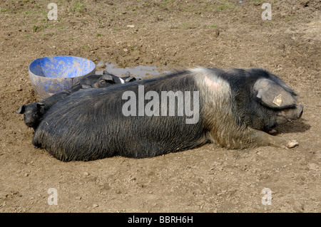 Stock photo d'un cochon Saddleback et ses porcelets Banque D'Images