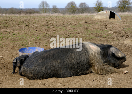 Stock photo d'un cochon Saddleback et ses porcelets Banque D'Images