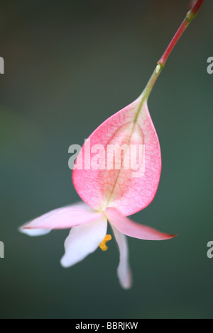 Begonia albopicta rosea Banque D'Images