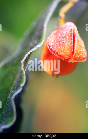 Euonymus myrianthus arbre de fusée Banque D'Images