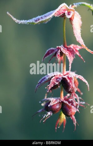 Leycesteria formosa chèvrefeuille de l'Himalaya en hiver et congelé de fruits Banque D'Images