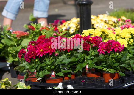 Des fleurs de jardin à la vente à un marché plein air au Royaume-Uni avec des jambes de femme à l'arrière-plan Banque D'Images