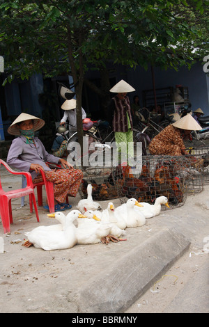 Les femmes vietnamiennes locales portant des chapeaux coniques qui vendent des canards les chaussées, 'Hoi An, Vietnam' Banque D'Images