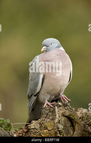 Pigeon en bois reposant sur souche d'arbre Banque D'Images