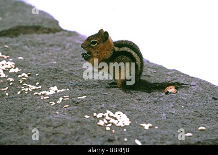 Recouverte d'or à l'écureuil Citellus laterals Oregon Crater Lake National Park Banque D'Images