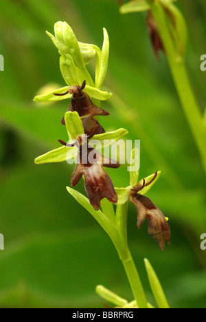 Orchidée - Ophrys insectifera Fly Banque D'Images