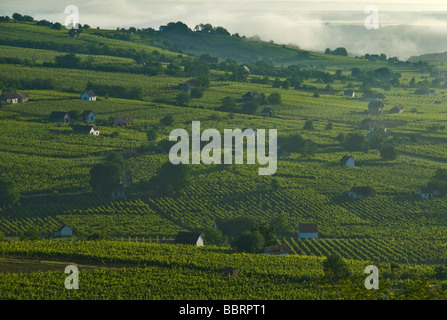 Villany Baranya Hongrie panorama paysage vue Jammertal morning sunrise aube brumeuse brume vin vigne vignoble région Banque D'Images