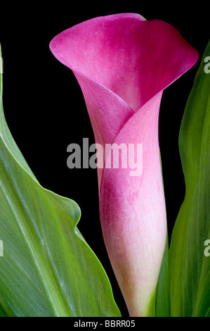 Calla Lily rose fleur et feuille détaillant sur fond noir Banque D'Images