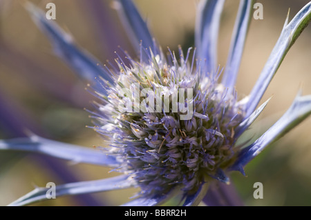 Holly Eryngium Bourgatii mer contre l'arrière-plan flou Banque D'Images