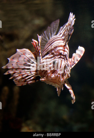 Red Lion Pterois volitans, poisson, Scorpaenidae. Un poisson de récif venimeux des océans Indien et Pacifique Banque D'Images