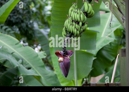 Fleur de bananier Molokai Hawaii Banque D'Images