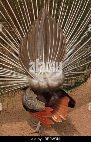 Vue arrière de l'affichage d'une cour indienne mâle paon bleu Banque D'Images