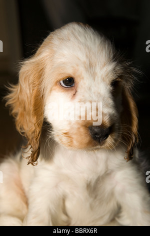 Close up de chiot cocker sur un fond sombre Banque D'Images