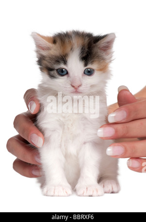 Chaton 1 mois devant un fond blanc Banque D'Images