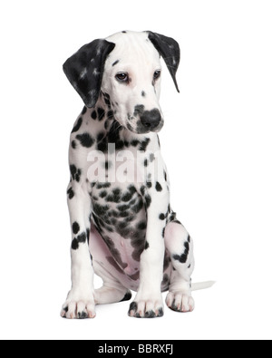 Chiot dalmatien devant un fond blanc Banque D'Images